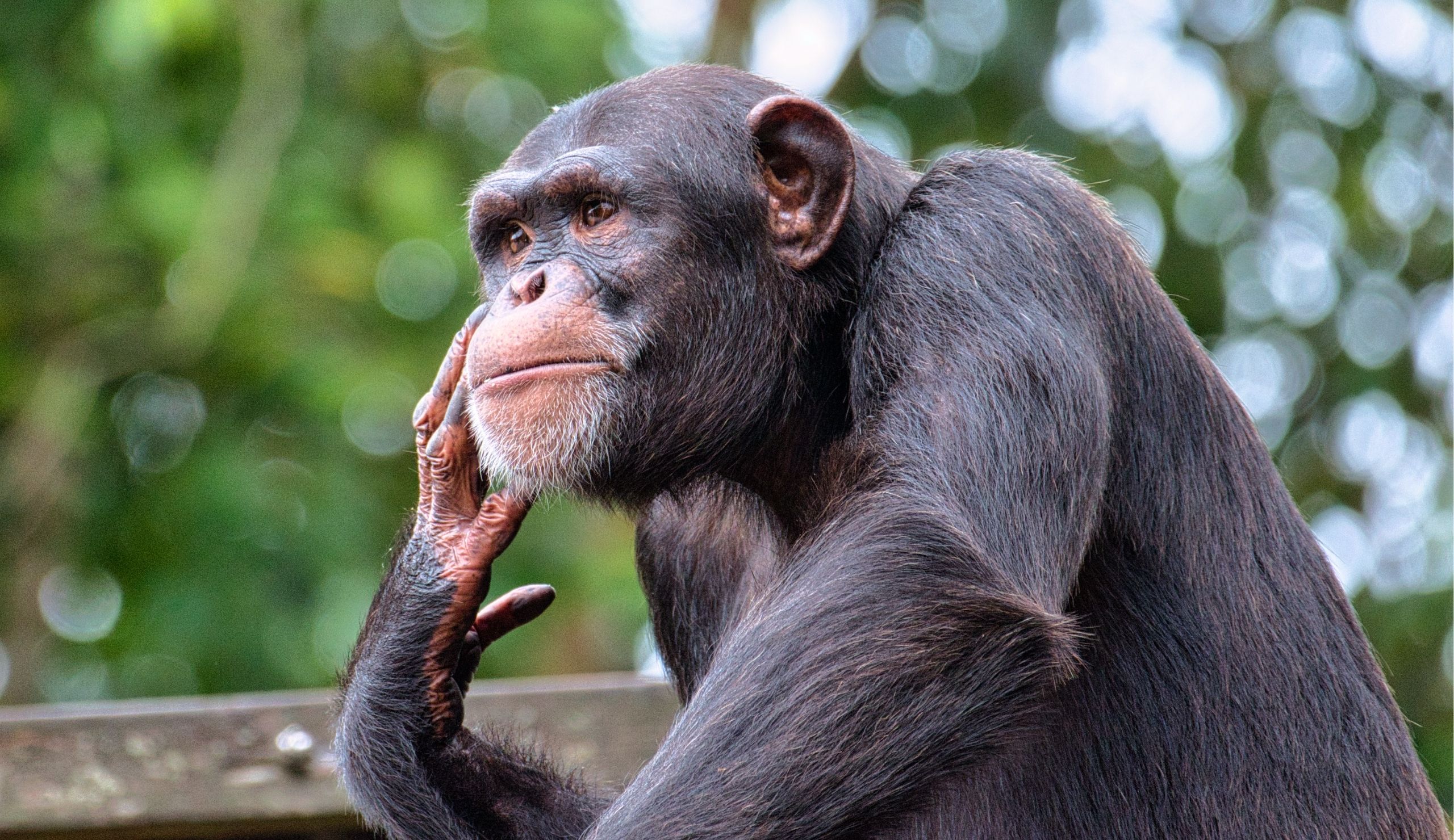 Homo sapiens : un singe comme les autres ? - Kaléidosciences